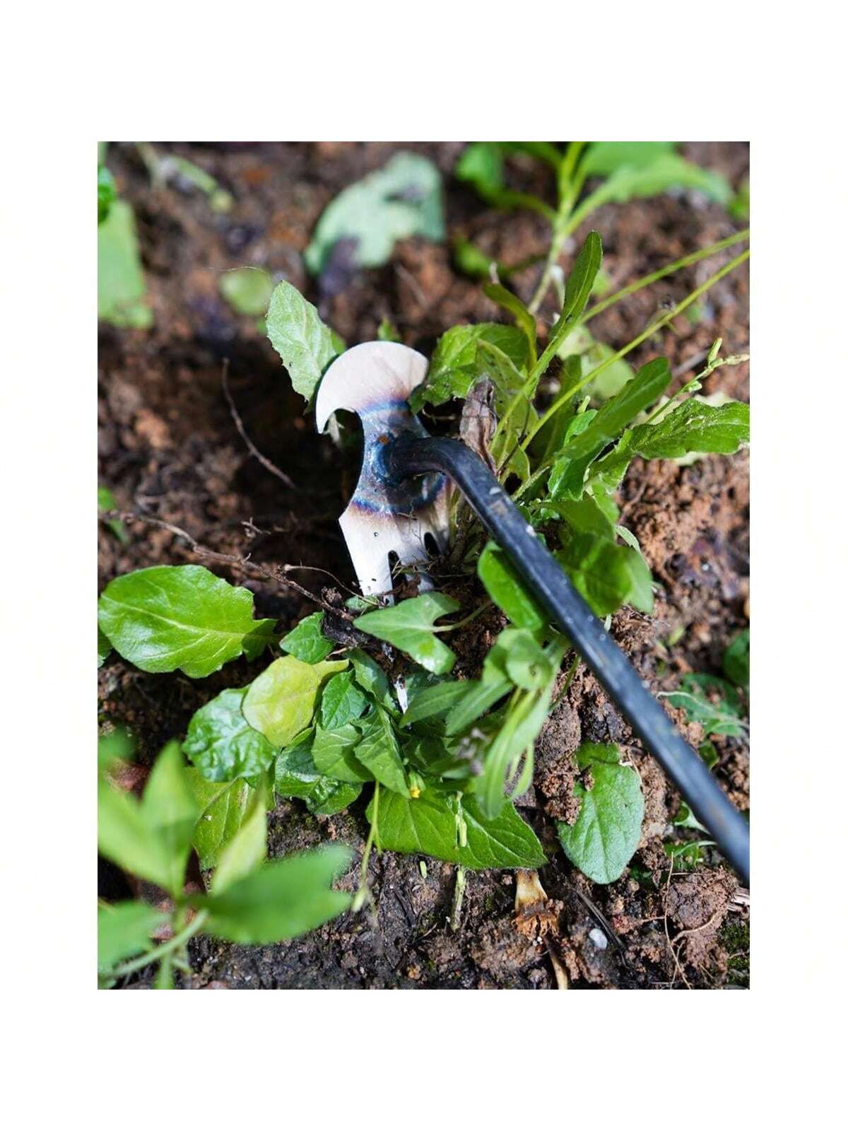 4 Teeths - Multifunctional Han - đánh giá và giá Gardening Tools For Weeds
